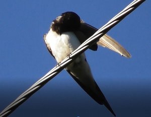 Ласточка чешется, исчесалась вся. Вяжищи, Новгородская область 23.07.2022