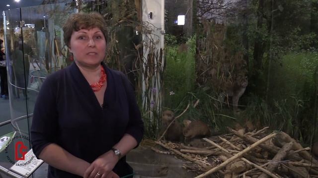 Животный мир Владимирской области. Бобры и их соседи смотреть онлайн