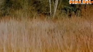 Мать слона спасает слоненка от Тигра  Удивительные нападения диких животных, крокодил против Тигра