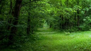 Дача  за 150.000р -1 серия