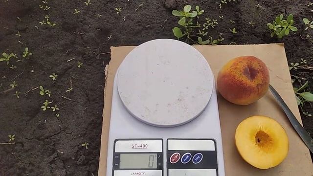 Персик Т -3 (Вайн Голд). смотреть онлайн