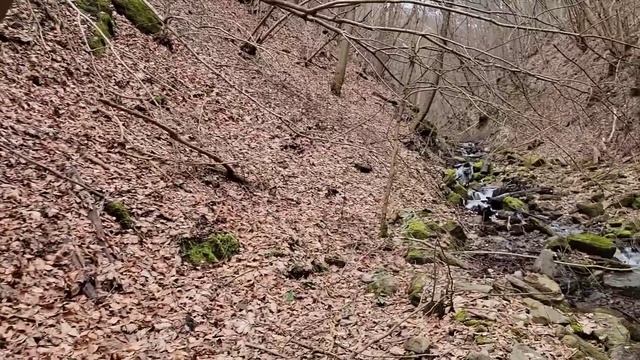 Ciuperca medicinala ce previnecombate cancerul și afecțiunile plămânilor.