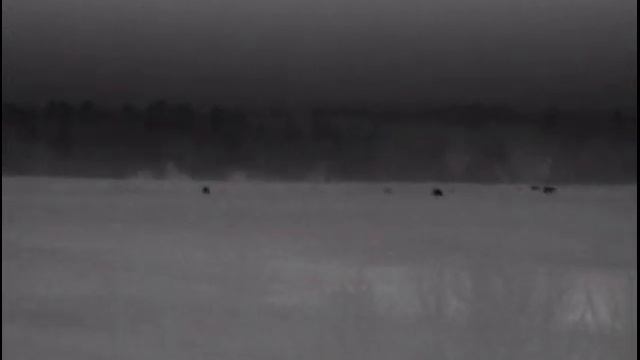 Охота на волка. Шесть волков вышли на вабу.Калининградская область. смотреть онлайн