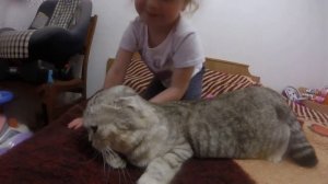 Ребенок Гладит, а Кошка Хлоя балдеет 😻 Шотландская Вислоухая Кошка Просит Кота 🐱 Коты и Дети
