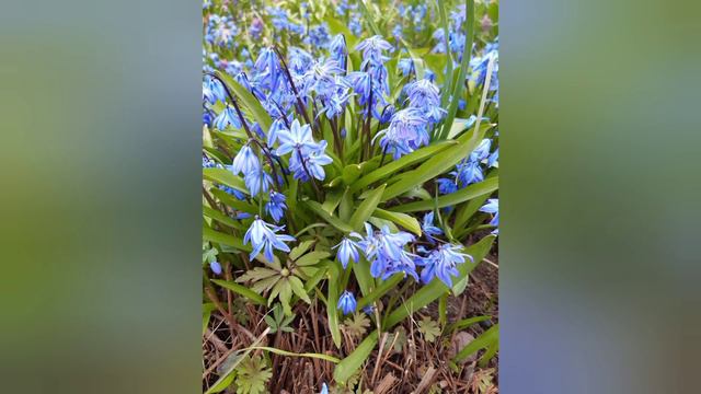 Прогулка по сосновому лесу. Первоцветы. смотреть онлайн