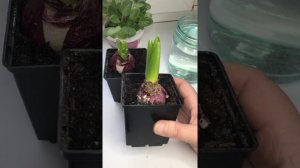 Выгонка луковичных/Гиацинты