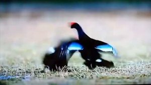 ТАНЦУЮЩИЙ тетерев