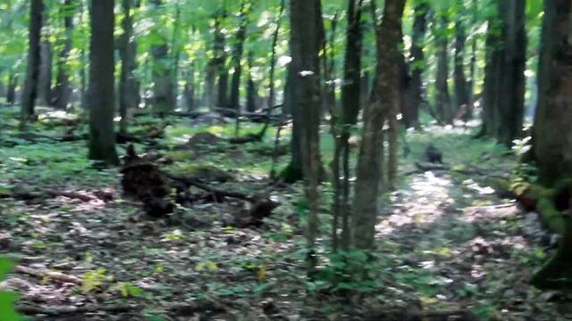 Forest Photo Hunting Belgorod смотреть онлайн