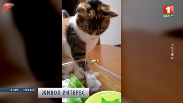 Хит Интернета: кошка знакомится с лягушкой. Вокруг планеты смотреть онлайн