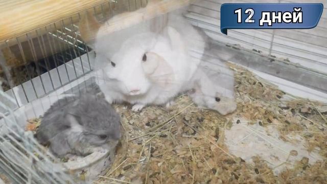 Как растут маленькие шиншиллы 8-14 дней