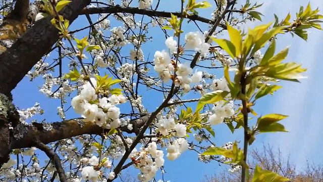 Дерево расцвело. А что на нём вырастет? Я не знаю. смотреть онлайн