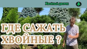 Где сажать хвойные растения на солнце,в полутень или в тень? питомник "Хвойный дворик"