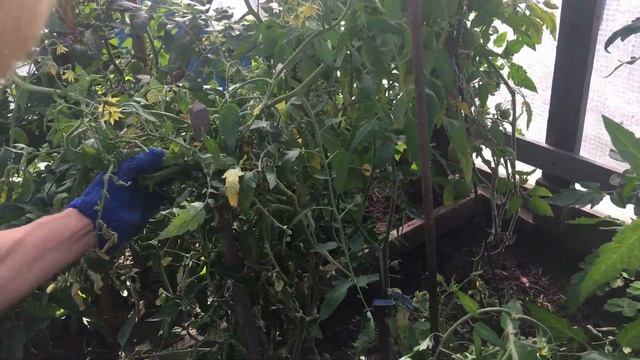 СОВЕТЫ по выращиванию помидоров (основаны на опыте)!!! смотреть онлайн