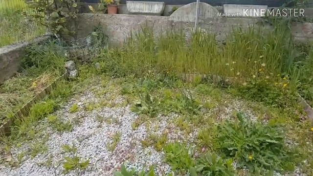 Что лучше живые улитки или???? смотреть онлайн