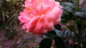 Роза Королева Сердец .  Qween of Hearts. Кордес, флорибунда 2019. #мойсад