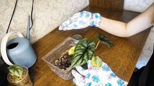 Алоказия Шкура Дракона пересадка ► Часть 2