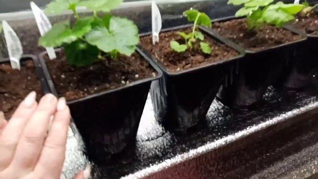 🤔Как погубить растение?!!Один из вариантов.😱 смотреть онлайн