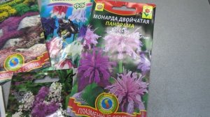 Посев каких многолетних цветов можно посеять сейчас-в середине лета?