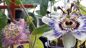 Пассифлора. Опыление.
