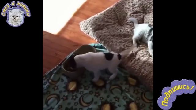 Щенок Ест Из Миски И Танцует смотреть онлайн