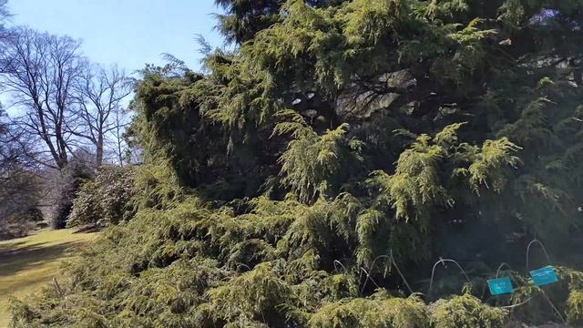 SARGENT'S WEEPING HEMLOCK TSUGA CANADENSIS 'PENDULA' TREE смотреть онлайн