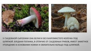 Безопасные технологии сбора грибов Технологии заготовки грибов