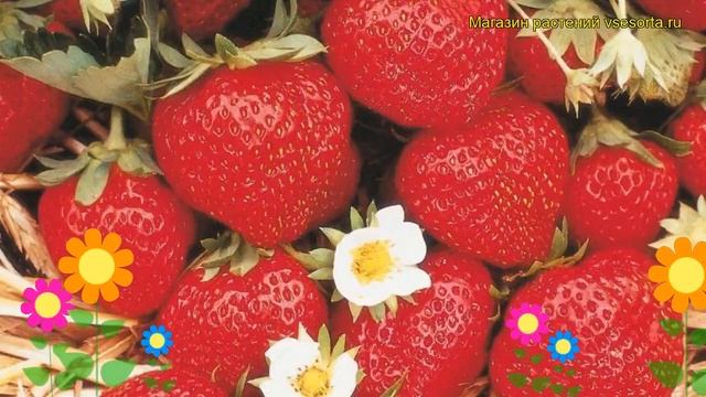 Земляника садовая Селекта. Краткий обзор, описание характеристик, где купить рассада