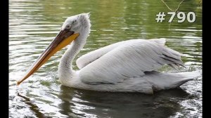 #790. Пеликаны (В мире животных)