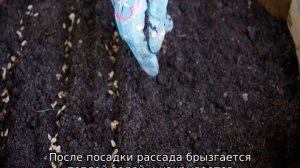 Как вырастить тую из семян в домашних условиях