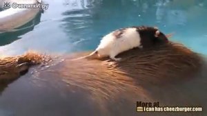 Копибара с крысой & копибара нравиться Стасу Давыдову