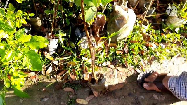 Cheapest Summer Flowering Plants | Nursery Visit in March 2021 | गर्मी के फूनों के पौधे Rs10-20 में