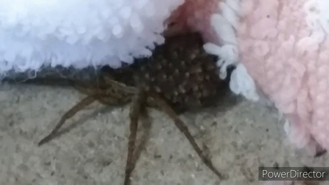 WOLF SPIDER WITH BABIES ON BACK! #wolfspider #spider #shorts #wildlife #animals #spiders смотреть онлайн