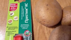 Болезни и Вредители Картофеля. Как защитить картофель?!