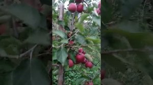 яблони,саженцы сорт Ред Джонапринц