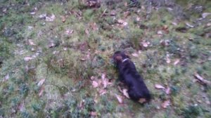 Жесткошерстная ТАКСА "ДОРИ". 3,5 месяца. Тренировка по крови.