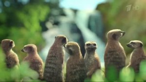 Реклама Nestea 2017 Чай Нести Насладись моментом