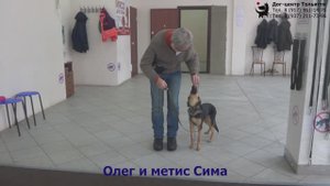 Занятие по дрессировке (группа начального послушания): обучение собак команде Ко мне. Тольятти.