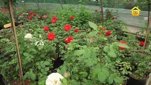 Розы. Посадка и уход