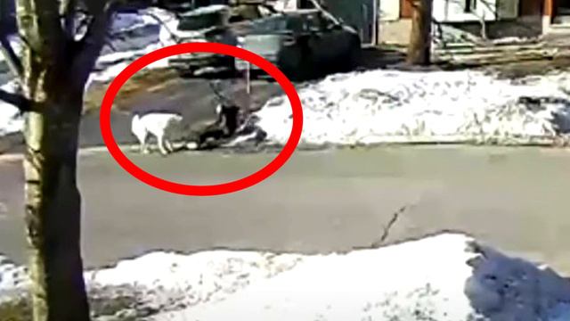 Собака-компаньон рисковала собственной жизнью ради хозяйки смотреть онлайн