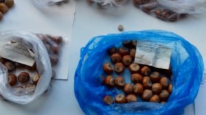 Северный фундук.Часть вторая.Ликбез и "окончательный" анализ сорта N 4219.