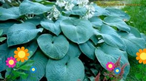 Хоста зибольда Элеганс. Краткий обзор, описание характеристик hosta sieboldiana Elegans