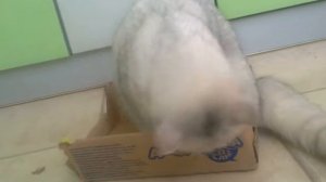 Кошка плюется