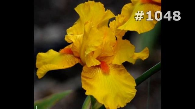 #1048. Ирисы - самые яркие цветы смотреть онлайн