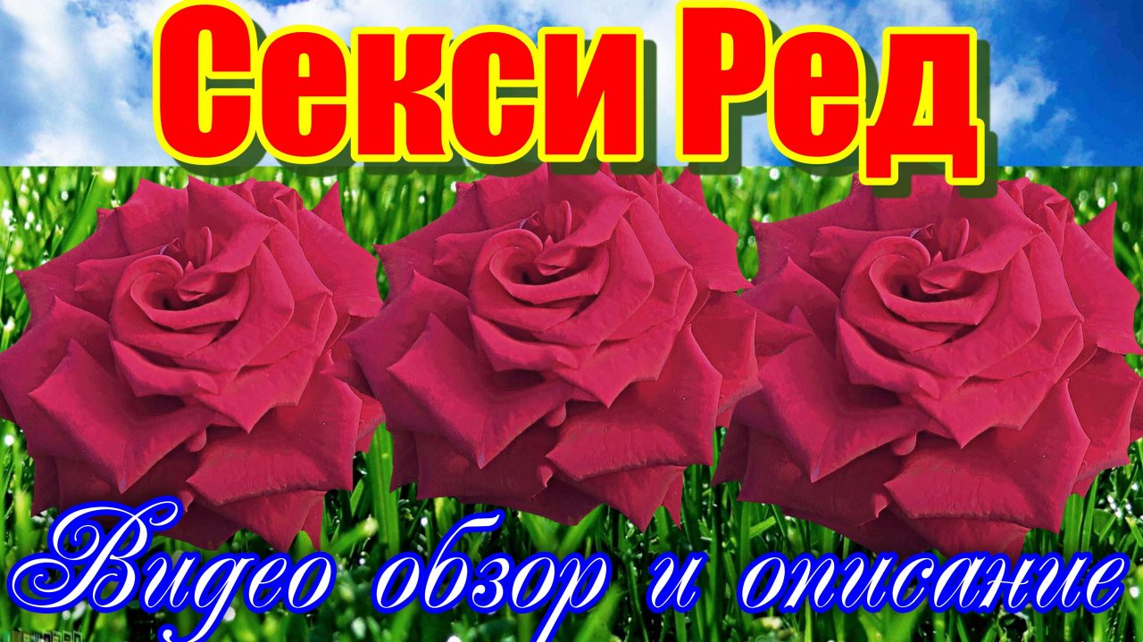 Обзор розы Секси Ред (Чайно гибридная) - Sexy Red (Four Seasons Quality  2008)