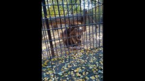 Лев зевает \ Какие зубки \ Зоопарк в Барнауле