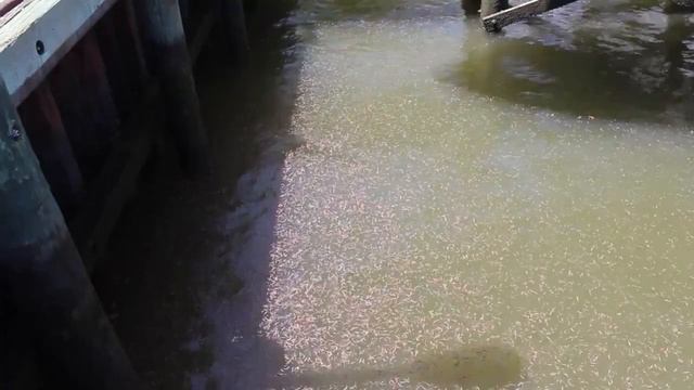 Swarm Of Marine Worms With Hooked Jaws In South Carolina смотреть онлайн