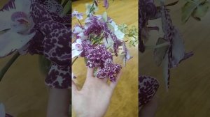 как перевести цветы зимой в другой город часть вторая