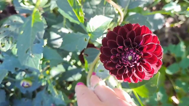 ПЕТУНИЯ И ДРУГИЕ ОДНОЛЕТНИКИ! МОИ ПРЕДПОЧТЕНИЯ! смотреть онлайн