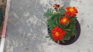 Ландшафтный дизайн маленького участка. Мини клумба своими руками.