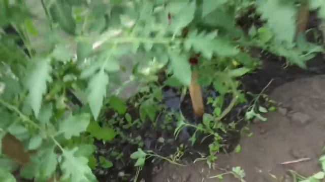 ТОМАТЫ В ТЕПЛИЦЕ ПОЛИВАЮ ИЗ ШЛАНГА. Ольга Чернова.